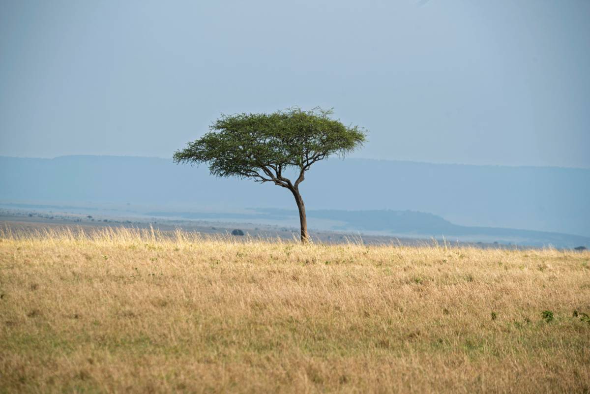 Akazie steht auf einer trockenen Wiese in Kenia