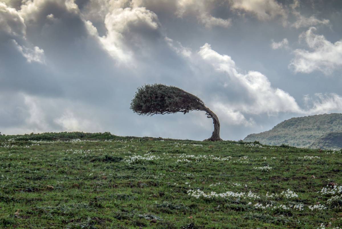 vom Wind gebogener Baum