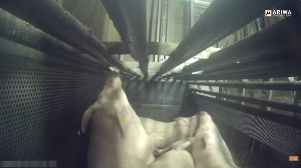 Schweine stecken in einem Käfig und werden vergast. 